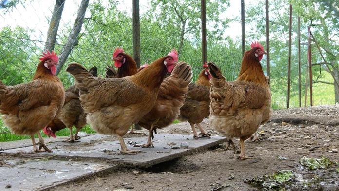 Frühstückspension: Unsere Hühner sorgen für die frischen Frühstückseier. - Waldpension Ranner - Ferienwohnungen