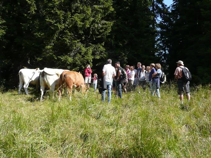 Frühstückspension: Unsere Kühe auf der Alm. - Waldpension Ranner - Ferienwohnungen