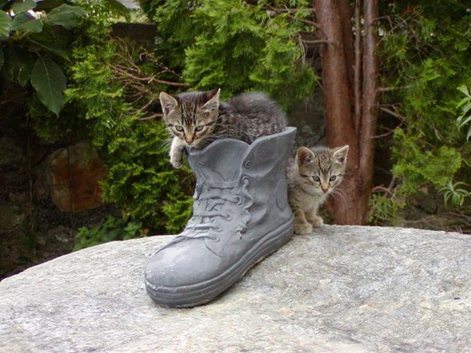 Frühstückspension: Katzen zum Streicheln haben wir auch. - Waldpension Ranner - Ferienwohnungen