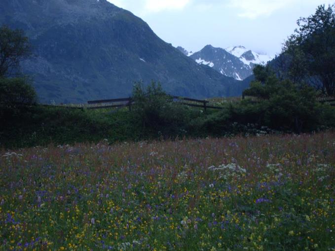 Frühstückspension: Alpengasthof Bärenbad