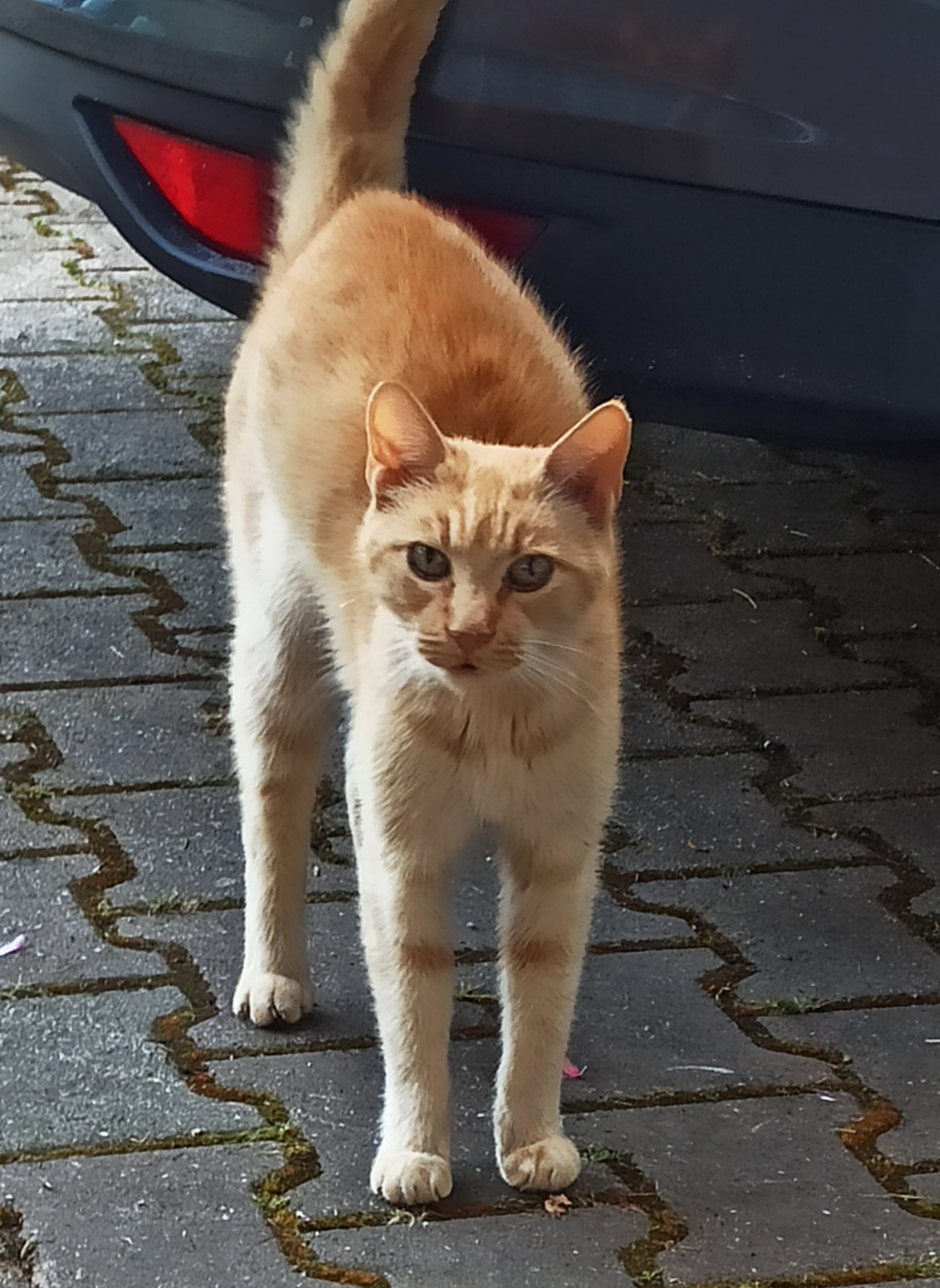 Frühstückspension: Hauskatze - Pension Adlerhorst