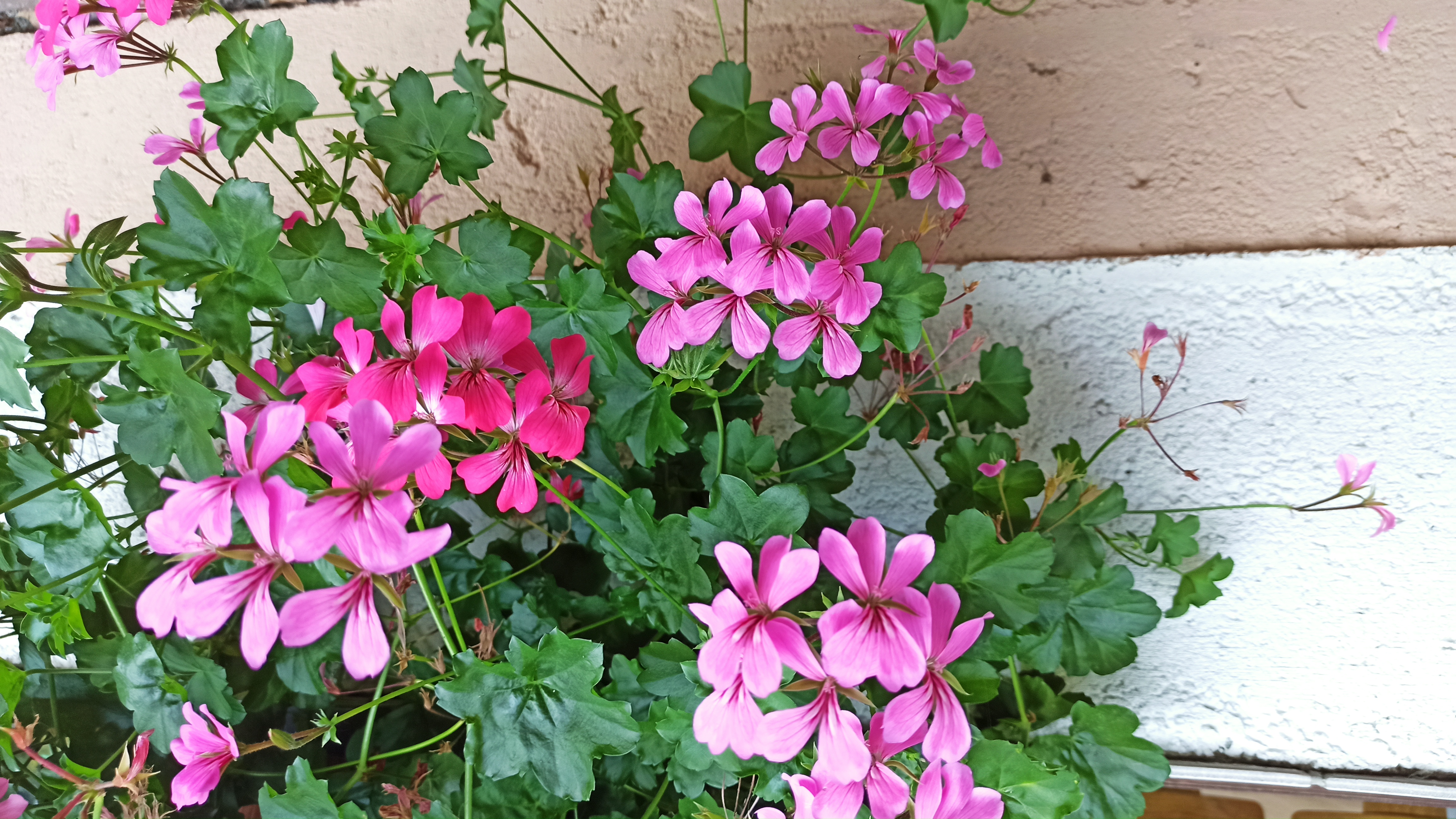 Frühstückspension: Außenbereich - Pension Adlerhorst