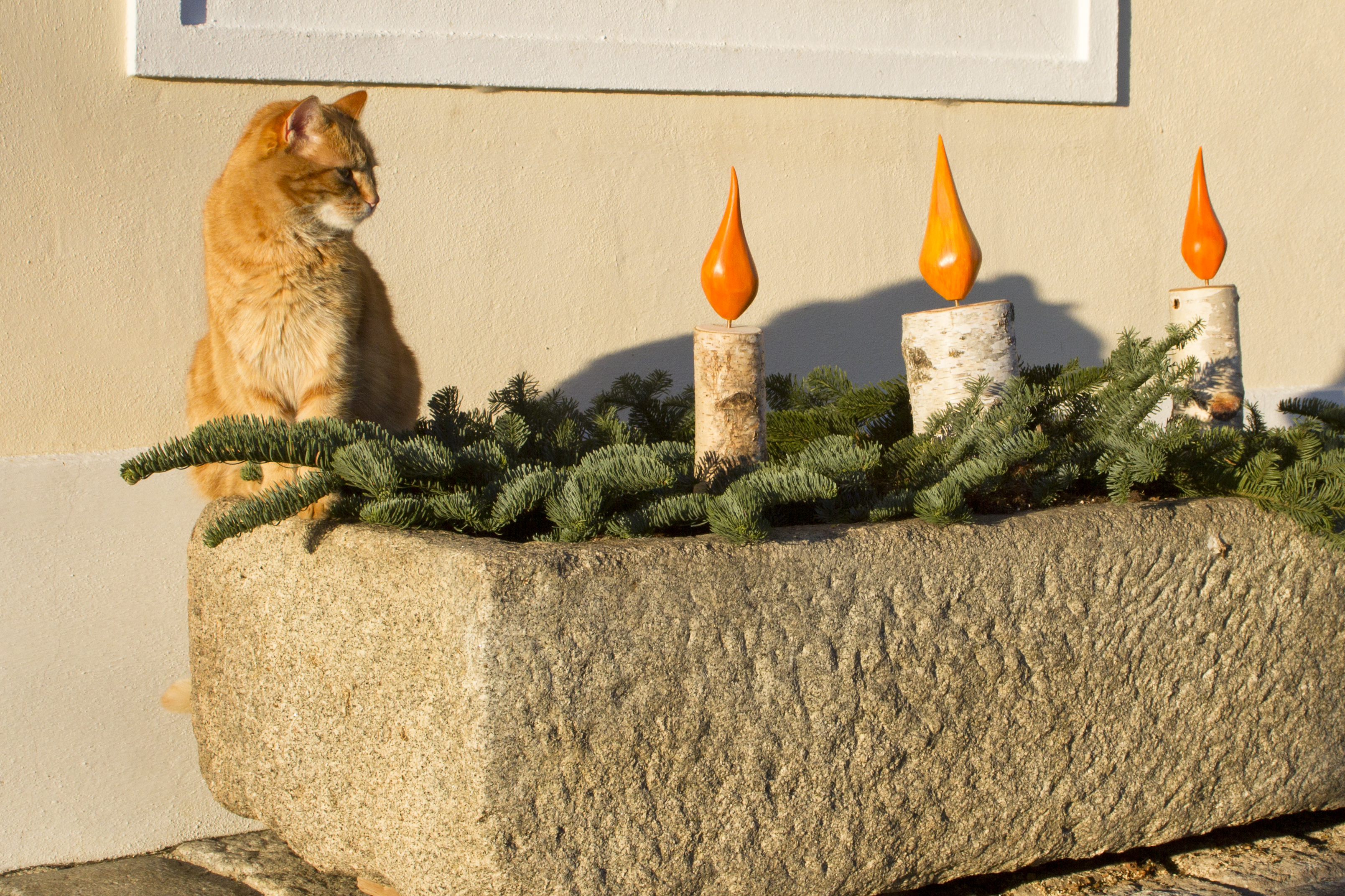 Frühstückspension: Unser Kater Garfield - Bauernhofpension Herzig zu Laah