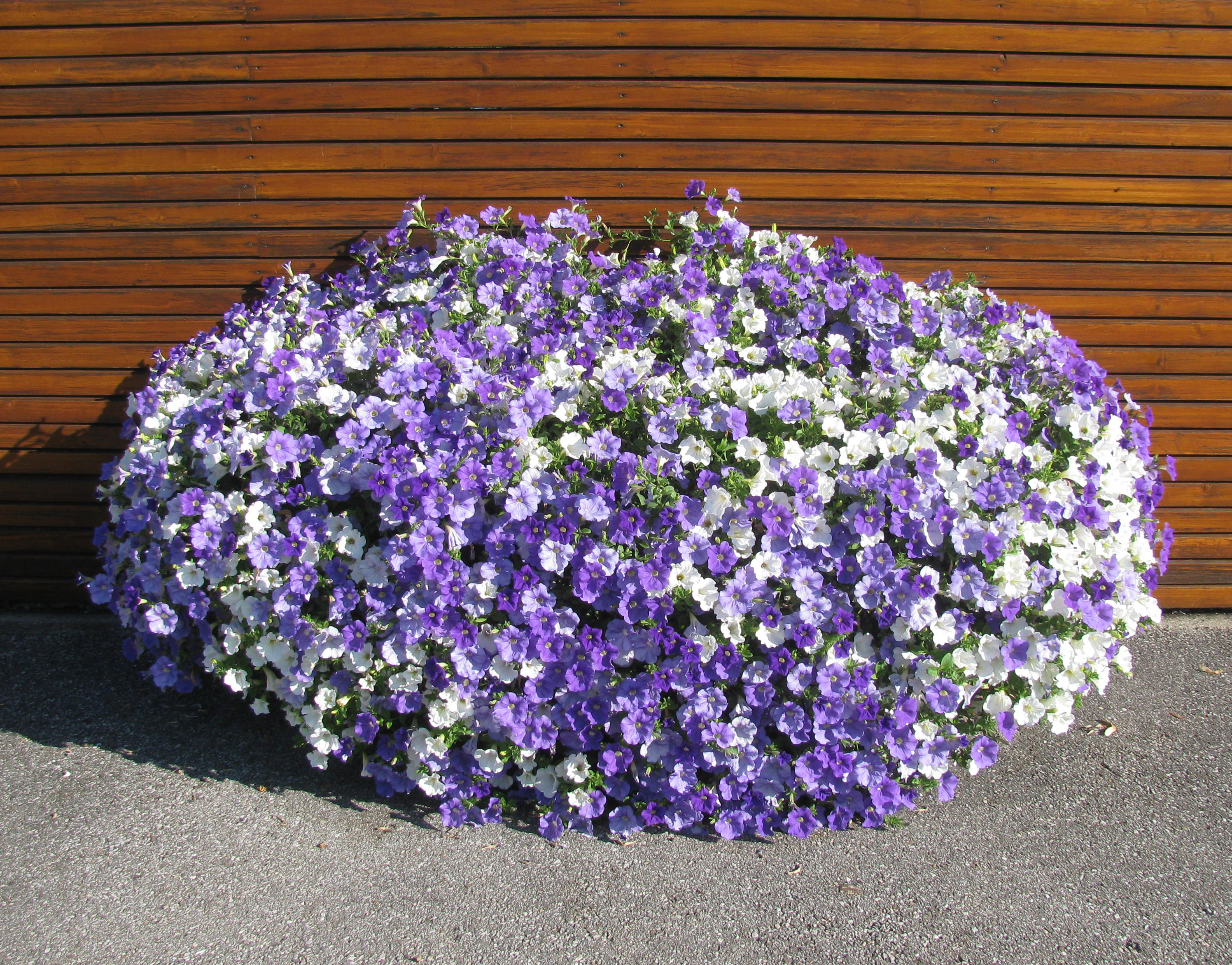 Frühstückspension: Blumenpracht - Bauernhofpension Herzig zu Laah