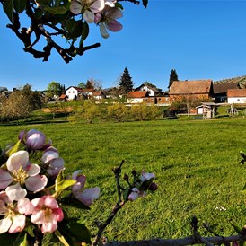 Frühstückspension: Frühling - Blick aus der Apfelanlage - Gästehaus Wörner