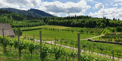 Pensionen - Bühl (Rastatt) - Sommer - Blick auf unsere Obstgärten - Gästehaus Wörner