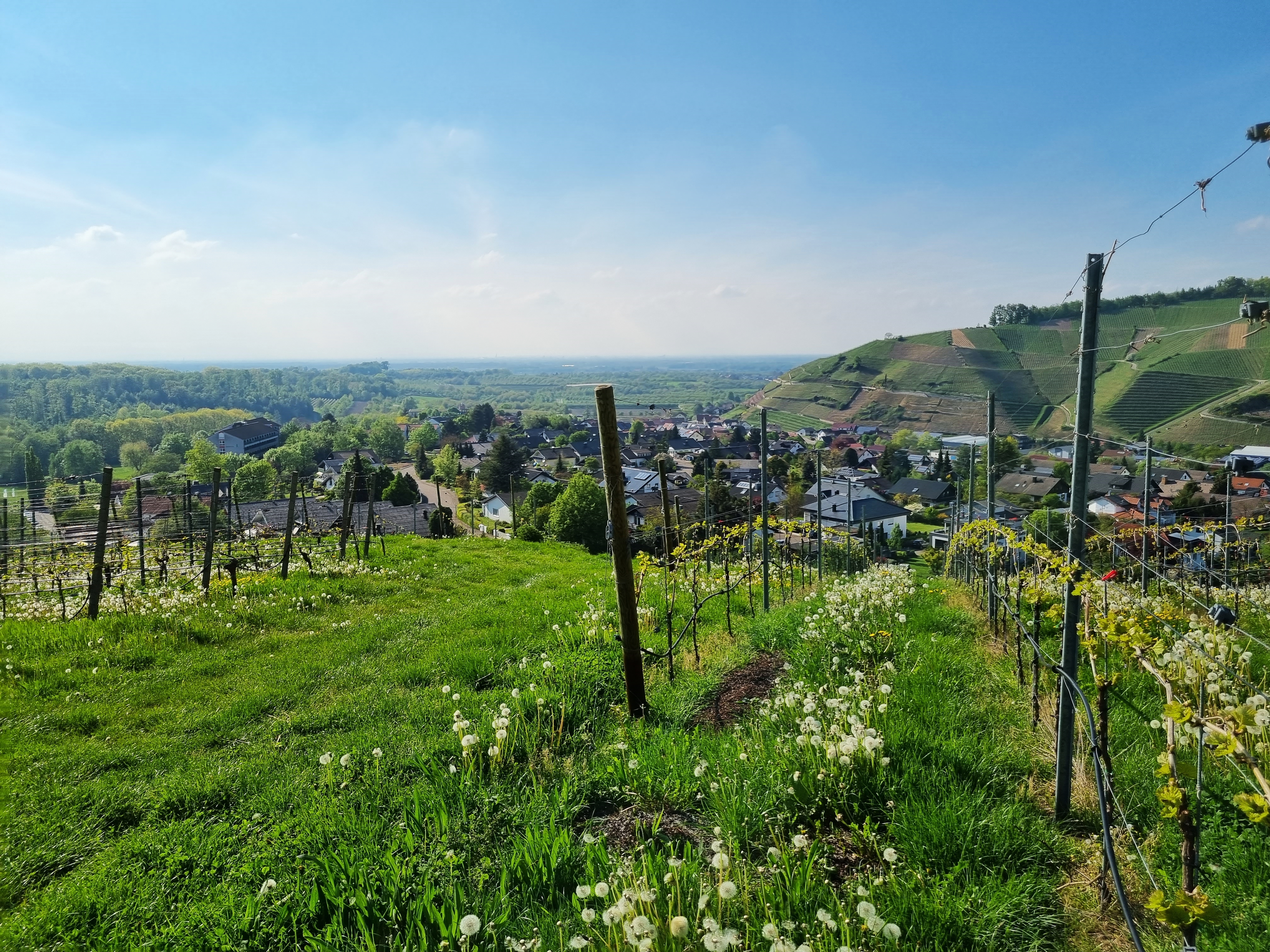 Frühstückspension: Unser Hausberg - das Vollmersbacher Köpfle mit Blick bis in die Rheinebene - Gästehaus Wörner