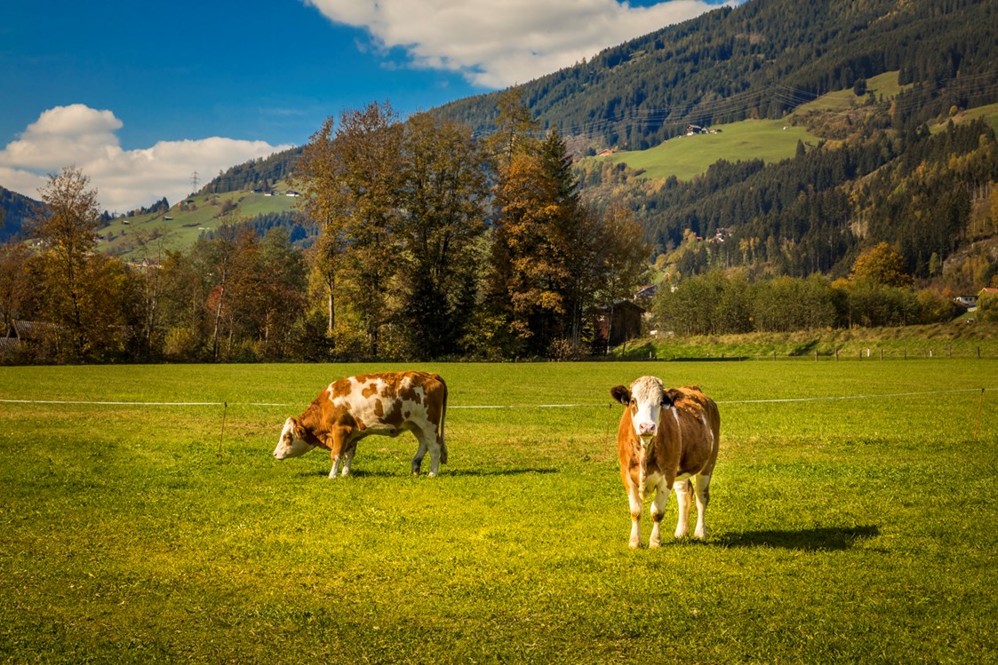 Frühstückspension: Unsere glücklichen Kühe - Obertrattenbachhof