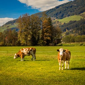 Frühstückspension: Unsere glücklichen Kühe - Obertrattenbachhof