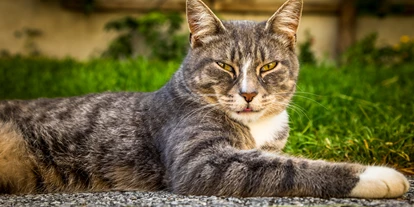 Pensionen - Parkplatz: kostenlos bei der Pension - Alpbach - Unsere katze - Obertrattenbachhof