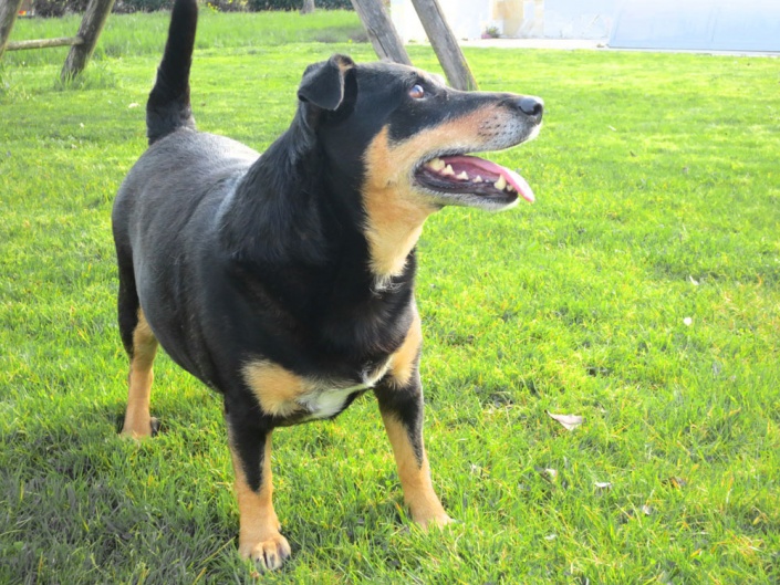 Pensionen - Parkplatz: kostenlos bei der Pension - Grein - Hofhund Jacky - Radlerparadies Kraglhof