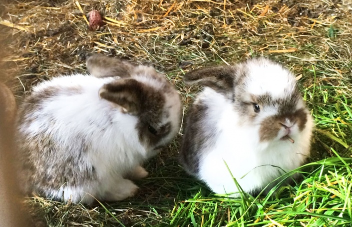Frühstückspension: Radlerparadies Kraglhof