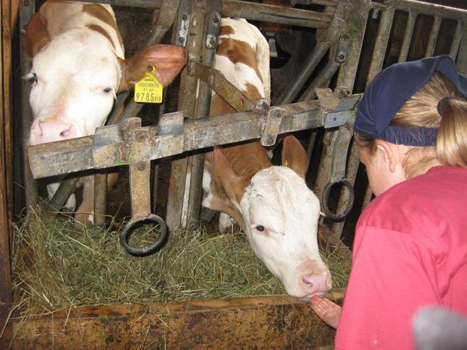 Frühstückspension: Kinder- und Familienbauernhof Christa