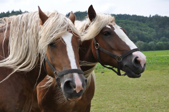 Frühstückspension: Landhotel & Pension "Zur Pferdetränke"