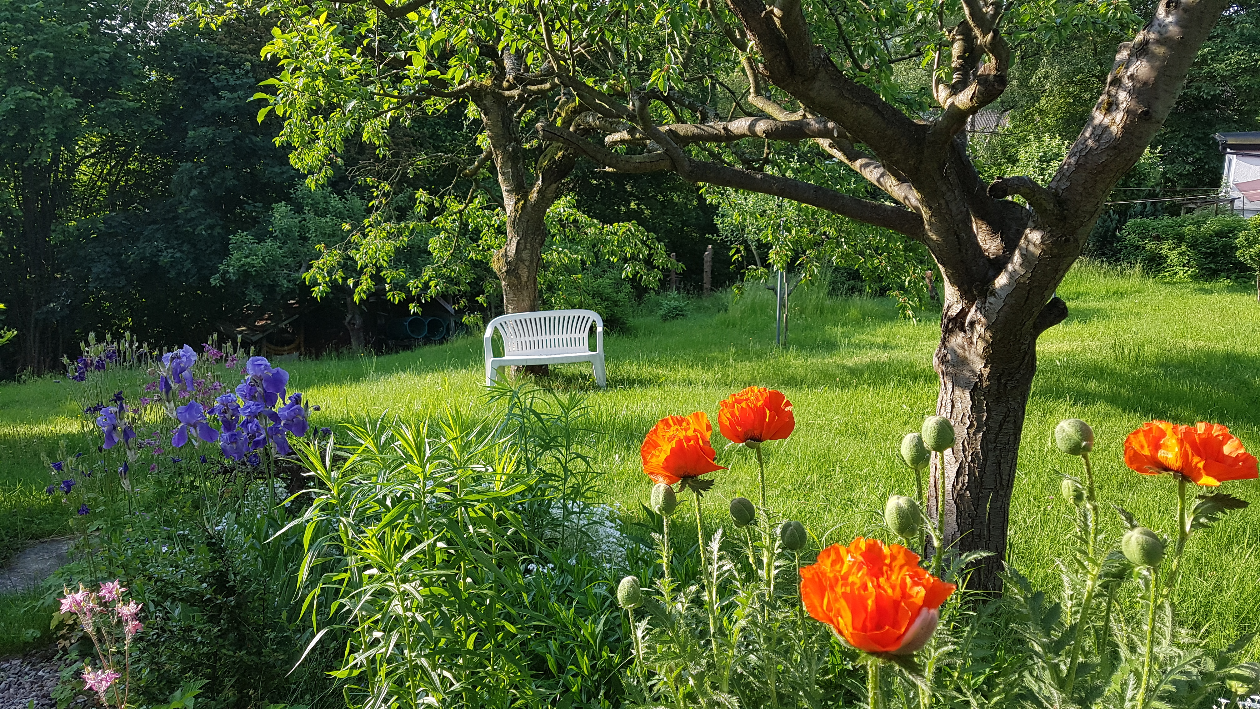 Pensionen - Thüringen - Unser naturnaher Garten im Frühsommer. - Pension Rau