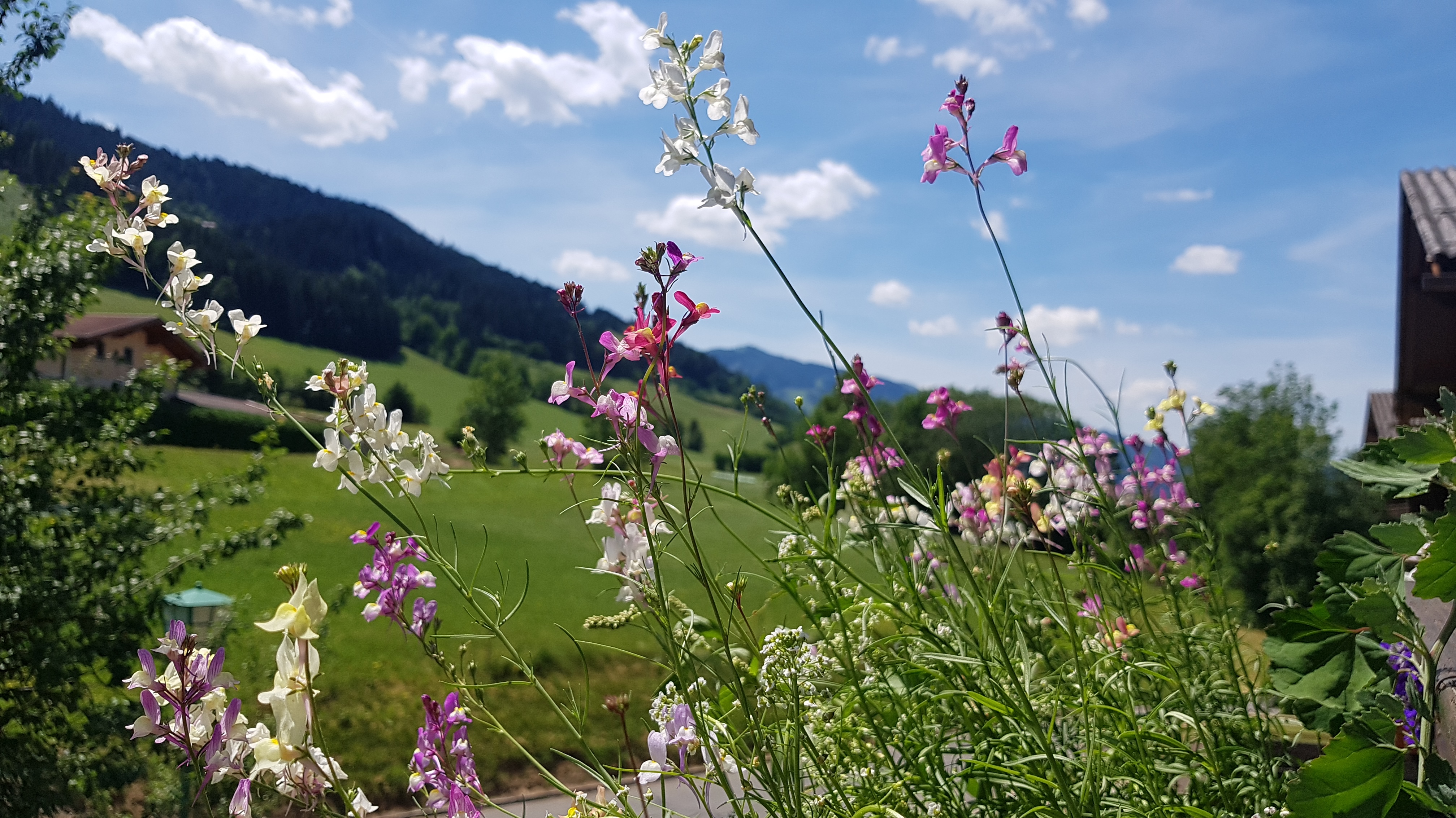 Pensionen - Flachau - https://ferienpensionen.info/Media/Default/Gallery/470575/470772.jpg - Apartment Steira.wohn.zimmer