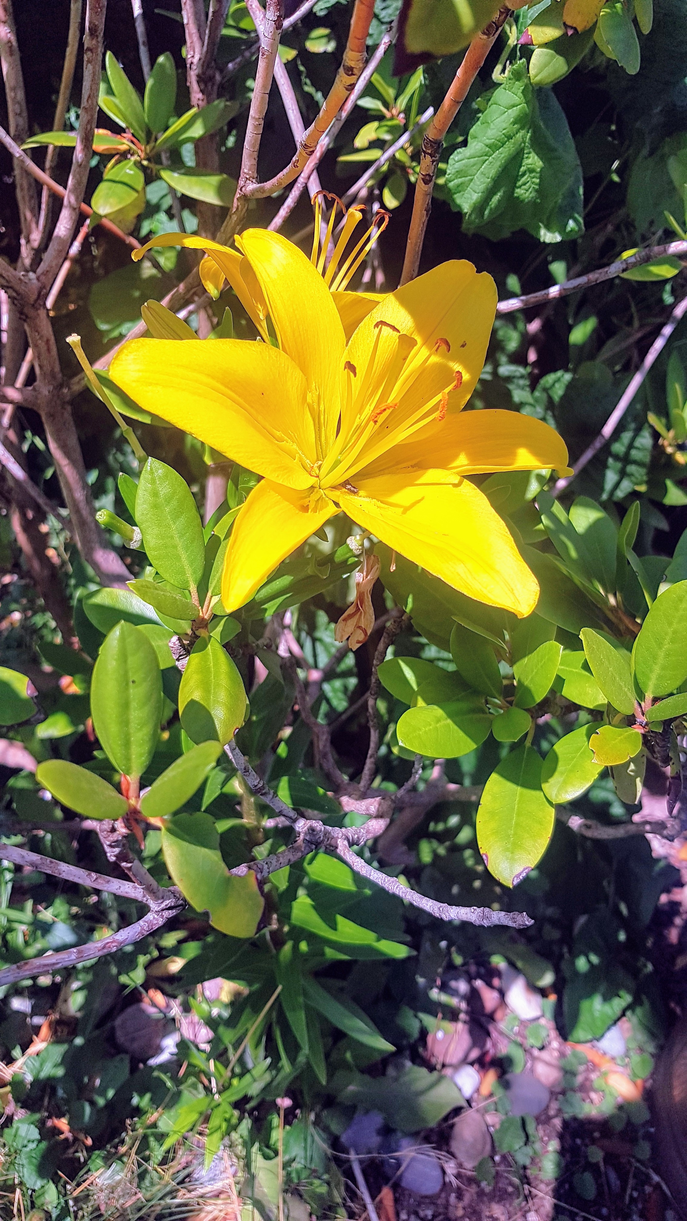 Frühstückspension: Apartment Steira.wohn.zimmer