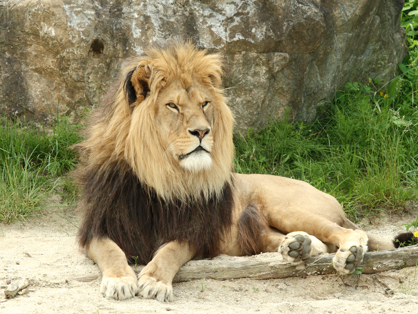 Ferienwohnungen Perhofer Ausflugsziele Tierpark Herberstein 