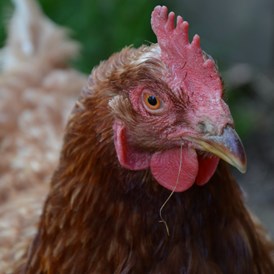 Frühstückspension: Glücklich Hühner gibt es auch bei uns. Somit ist das frische Frühstücksei schon gerettet. Täglich gemeinsames Eierholen und Tiere füttern.  - Ferienwohnungen Perhofer
