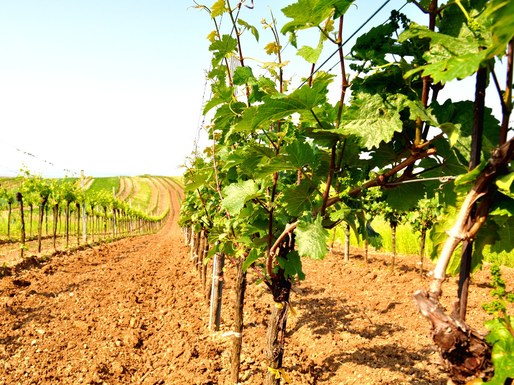 Frühstückspension: Pension & Weingut Gangl - Weingarten Zweigelt - Pension & Weingut Gangl
