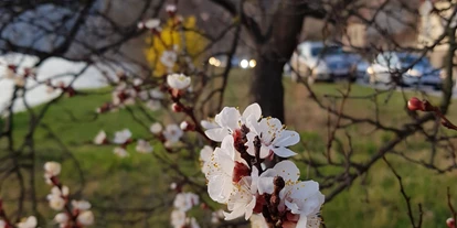 Pensionen - Restaurant - Gästezimmer Rolea