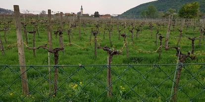 Pensionen - Restaurant - Gästezimmer Rolea