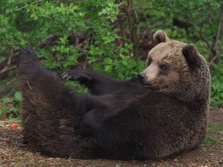 Biohof Erdinger Ausflugsziele Bärenwald Arbesbach