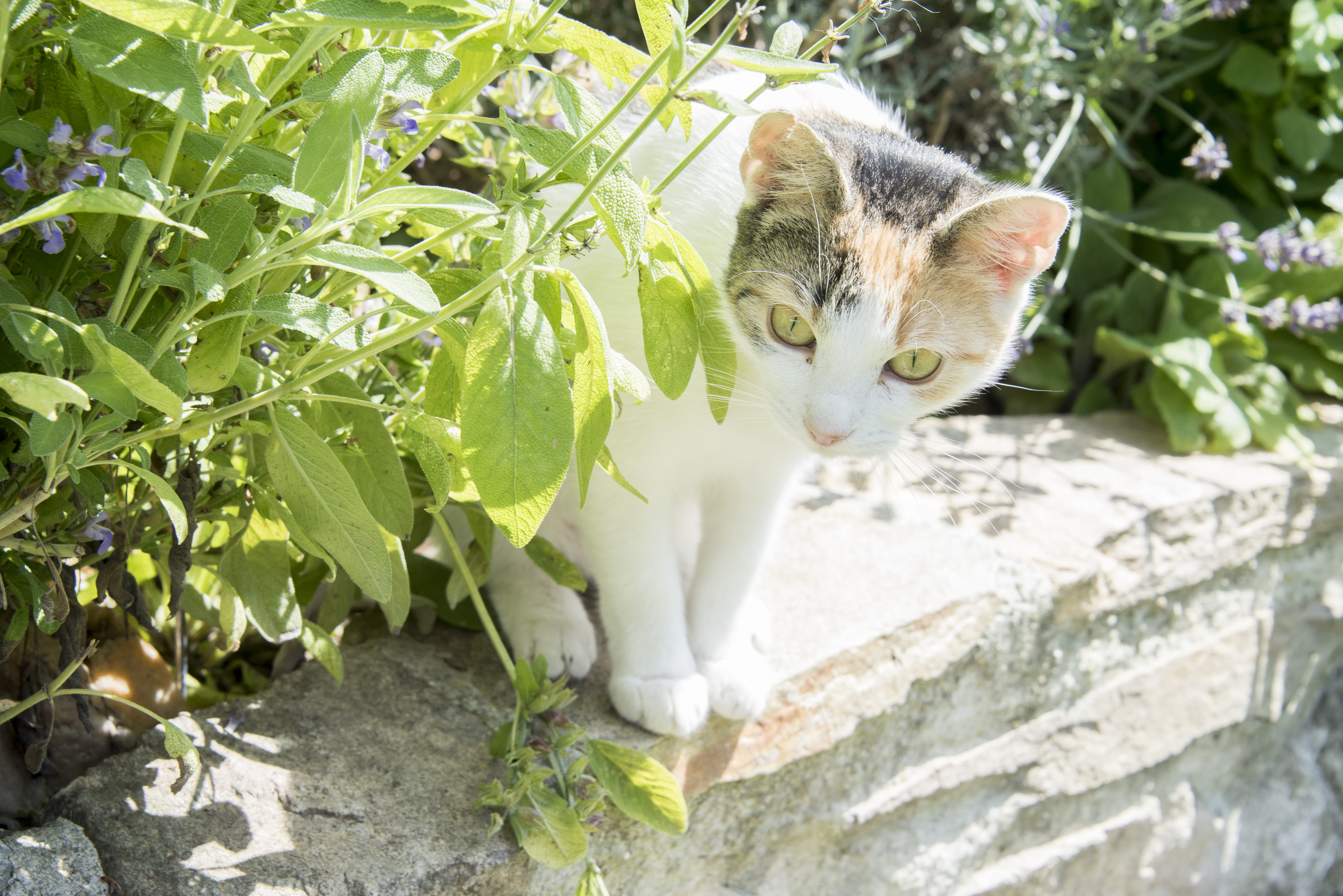 Frühstückspension: wer findet mich? - Biohof Erdinger