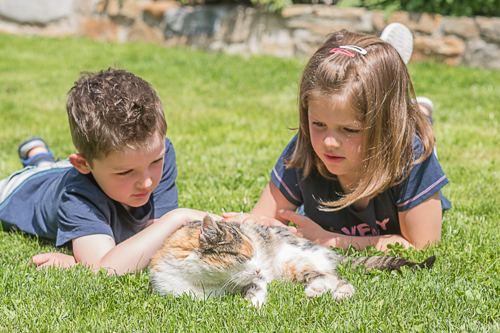 Frühstückspension: unsere Katzen freuen sich immer über Streicheleinheiten... - Biohof Erdinger
