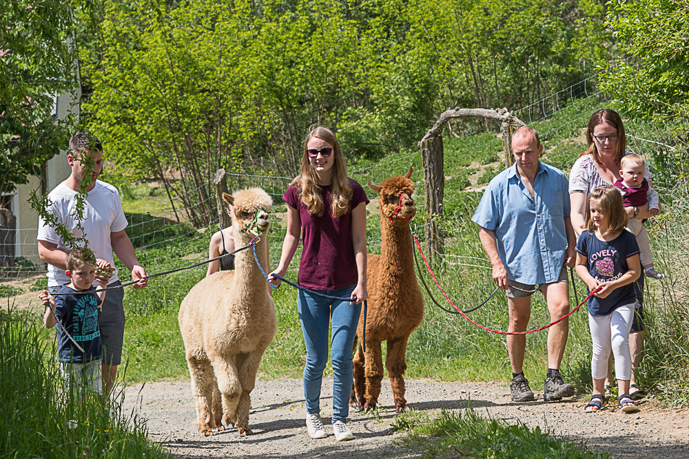 Frühstückspension: ein Spaziergang mit den Alpaka´s... - Biohof Erdinger