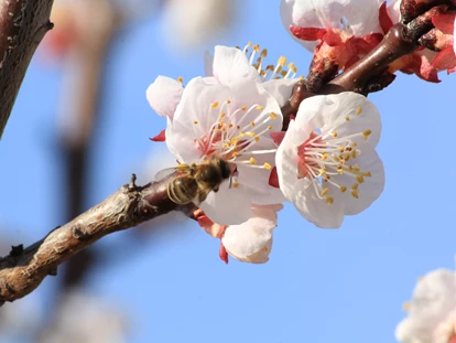 Pensionen - Parkplatz: kostenlos bei der Pension - Mostviertel - Marillenblüte in der Wachau - Gästehaus Eder