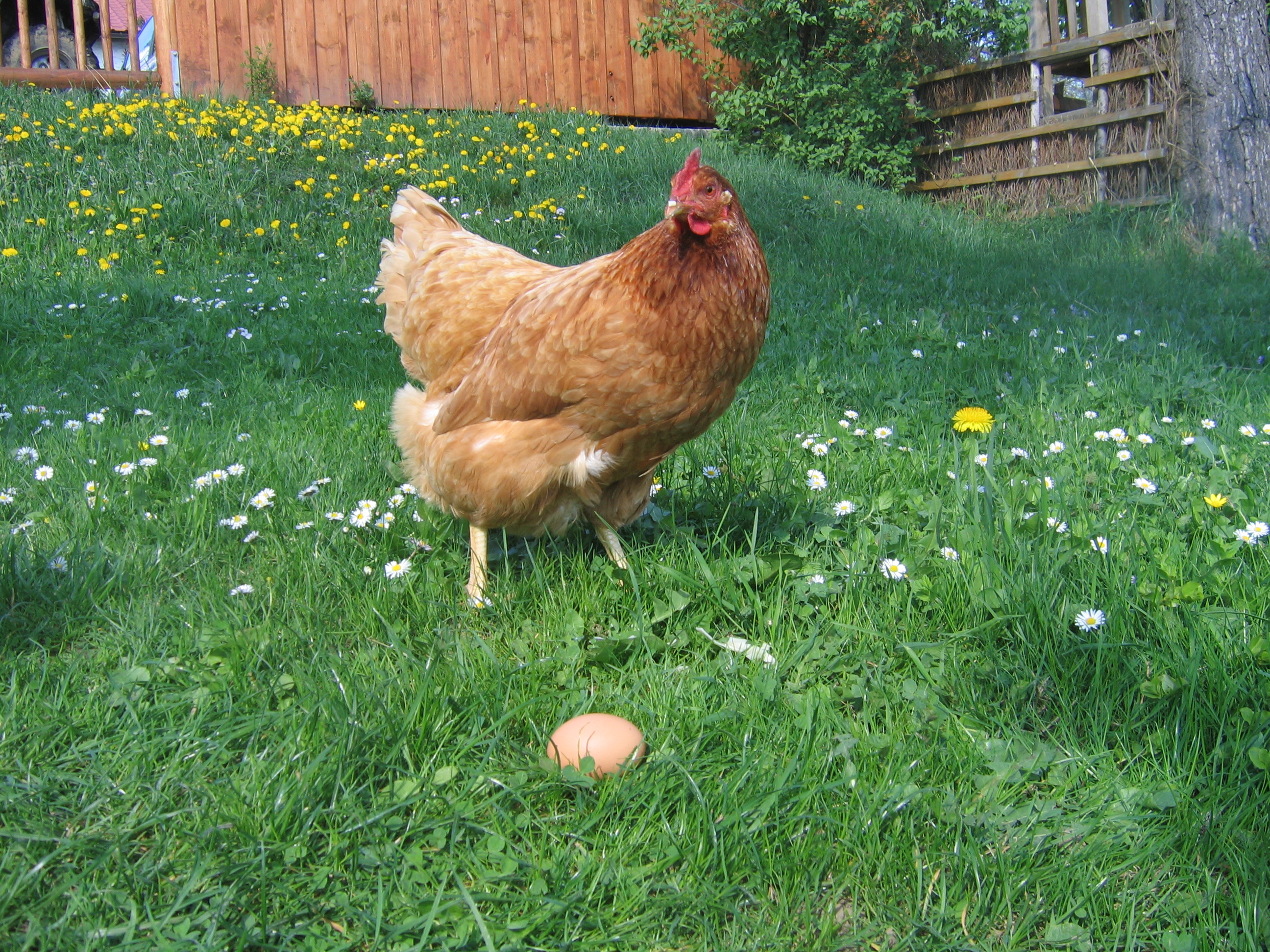 Frühstückspension: Wolf-Hof