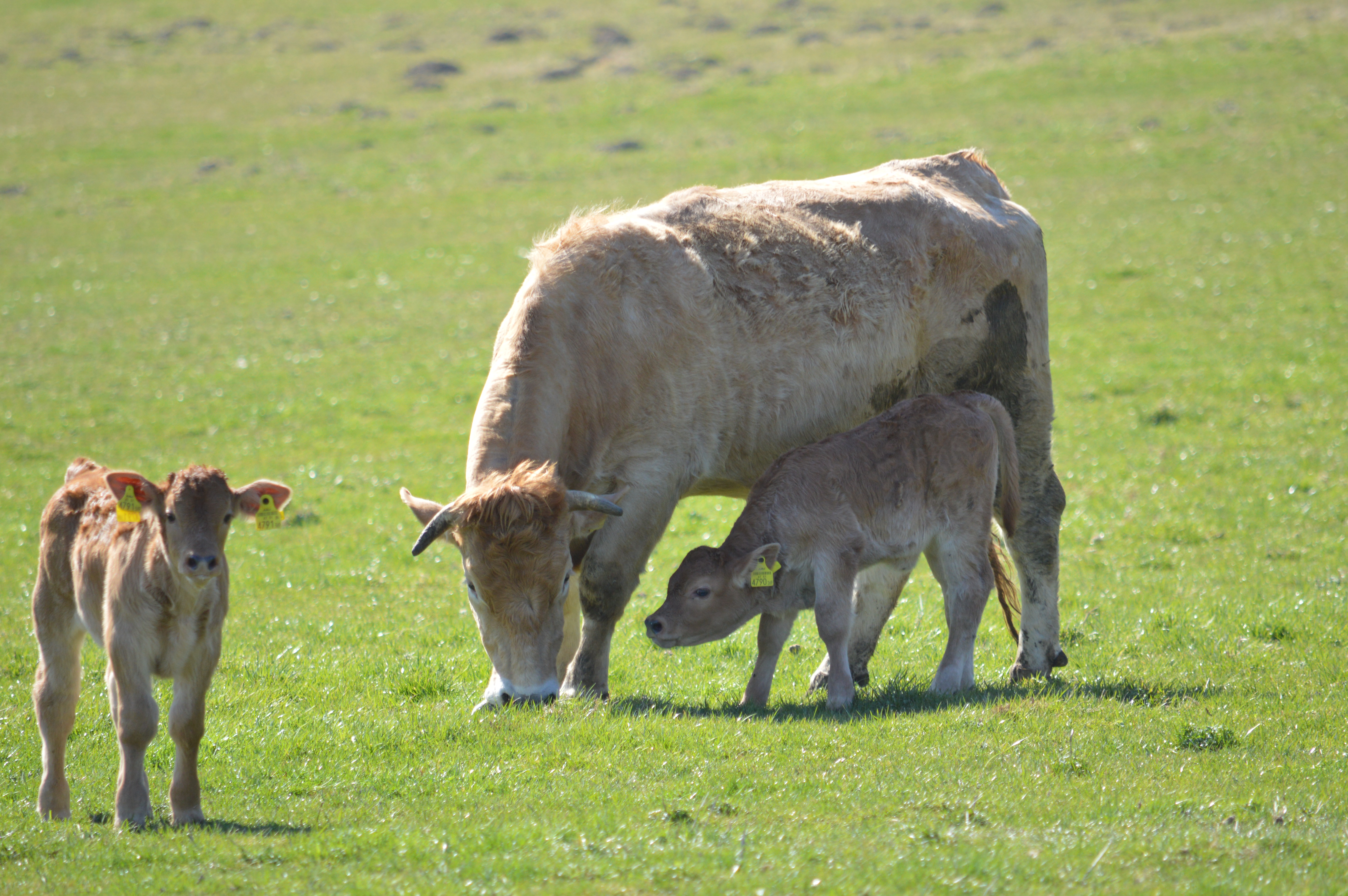 Frühstückspension: Wolf-Hof