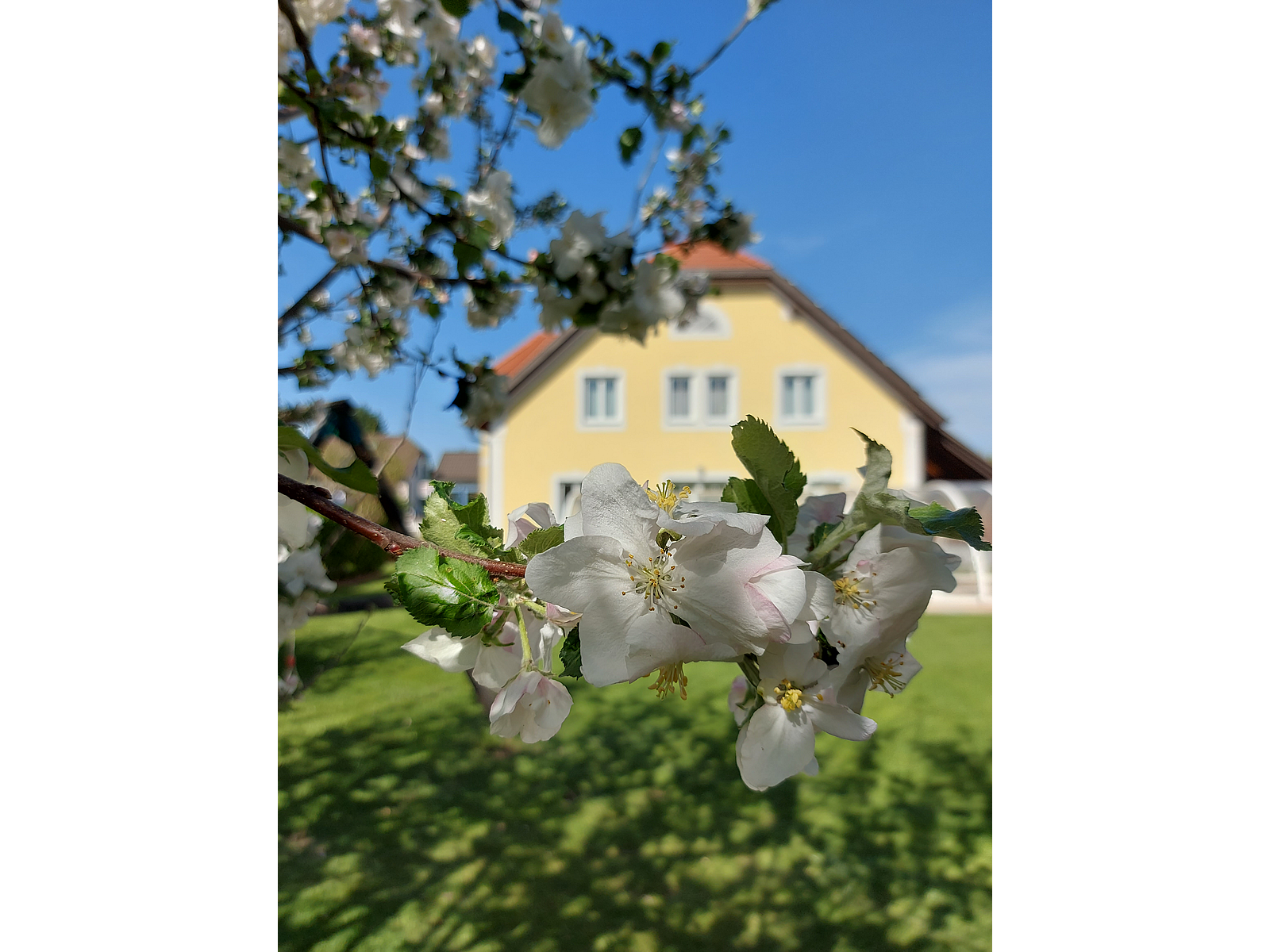 Pensionen - Donauraum - Garten - Gästehaus Familie Trachsler