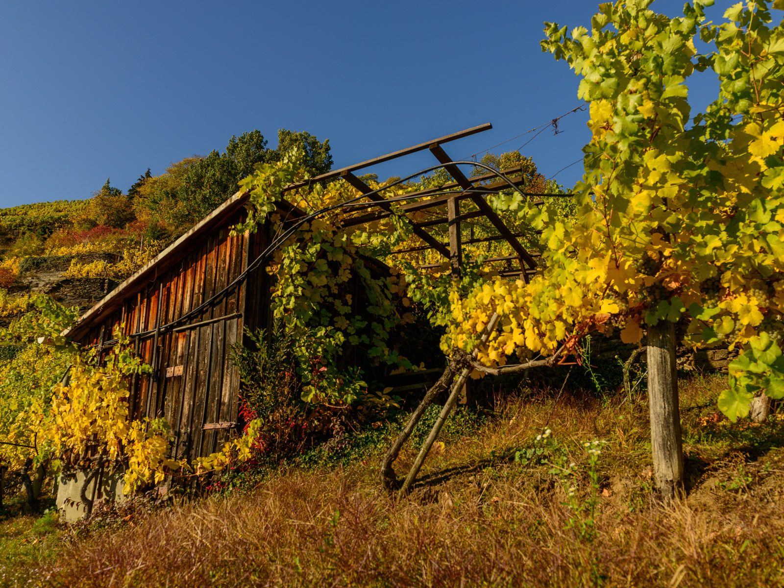 Frühstückspension: Weinberg - Gästehaus Familie Trachsler