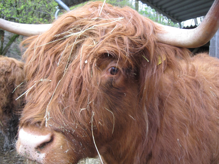 Frühstückspension: Forellenhof Biobauernhof Familie Erber, eine ganze Herde Hochlandrinder auf der Weide, einfach schön ... - Forellenhof Familie Erber