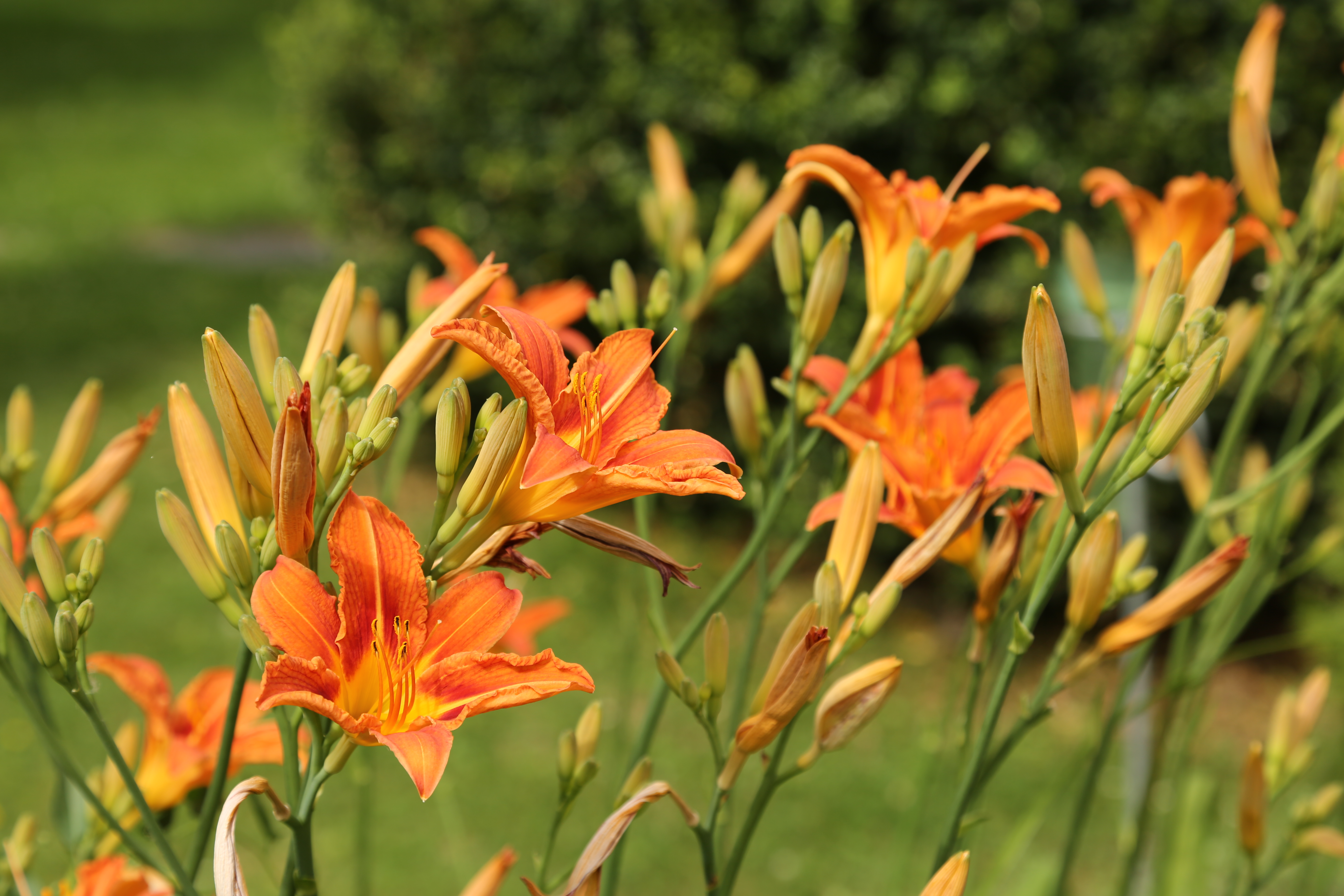 Frühstückspension: Garten - Gästehaus Punz