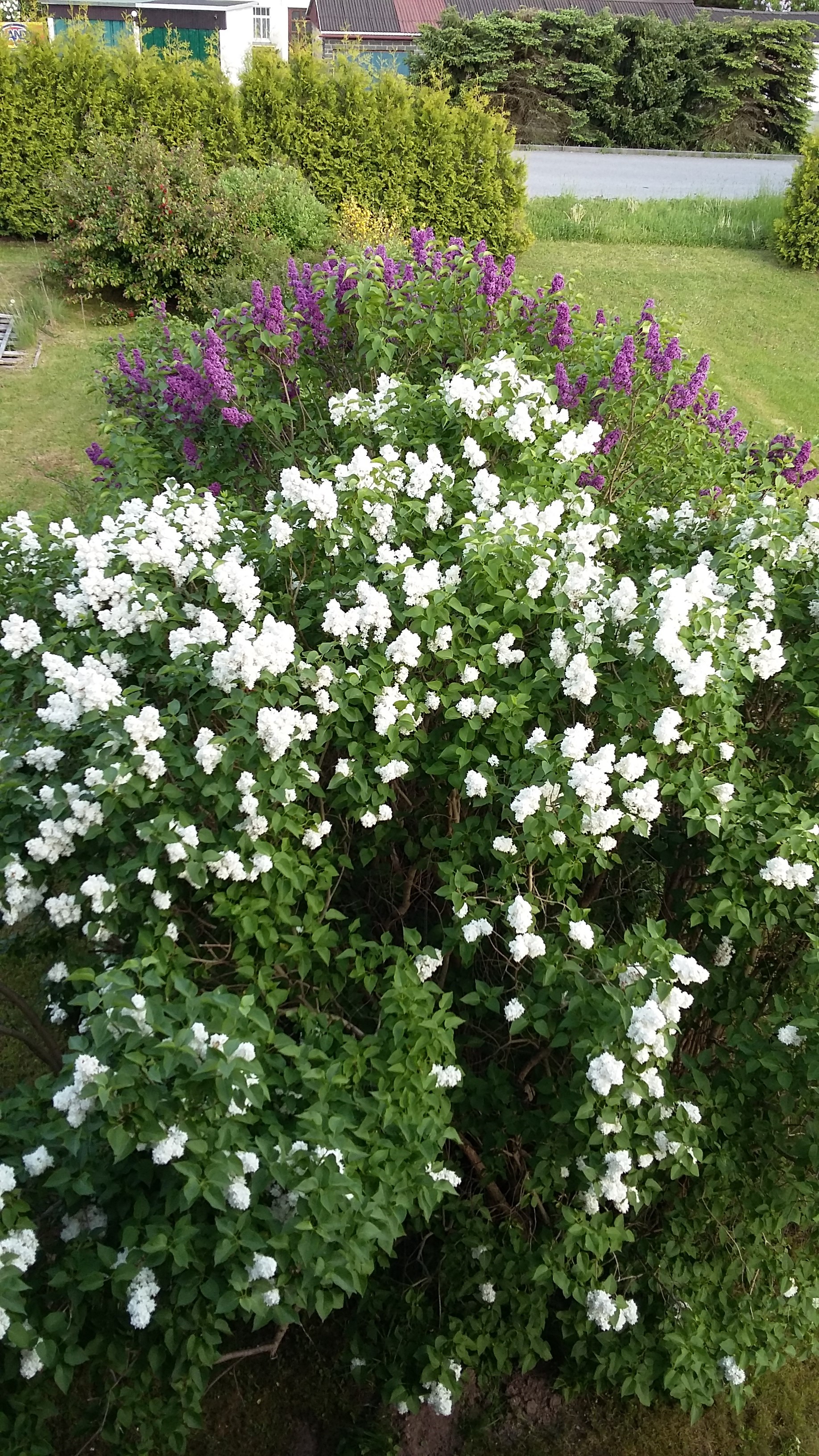 Frühstückspension: Gartenbereich zur Fliederblüte - Genesungsort Landhaus Dammert