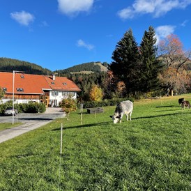 Frühstückspension: Hof mit Jungbullen nach Viehscheid - Am Hof Jungholz