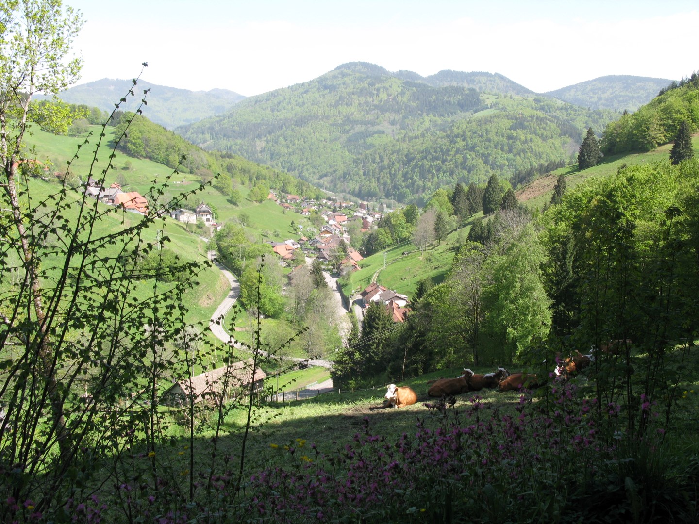Frühstückspension: Haus Inge am Belchen im Südschwarzwald