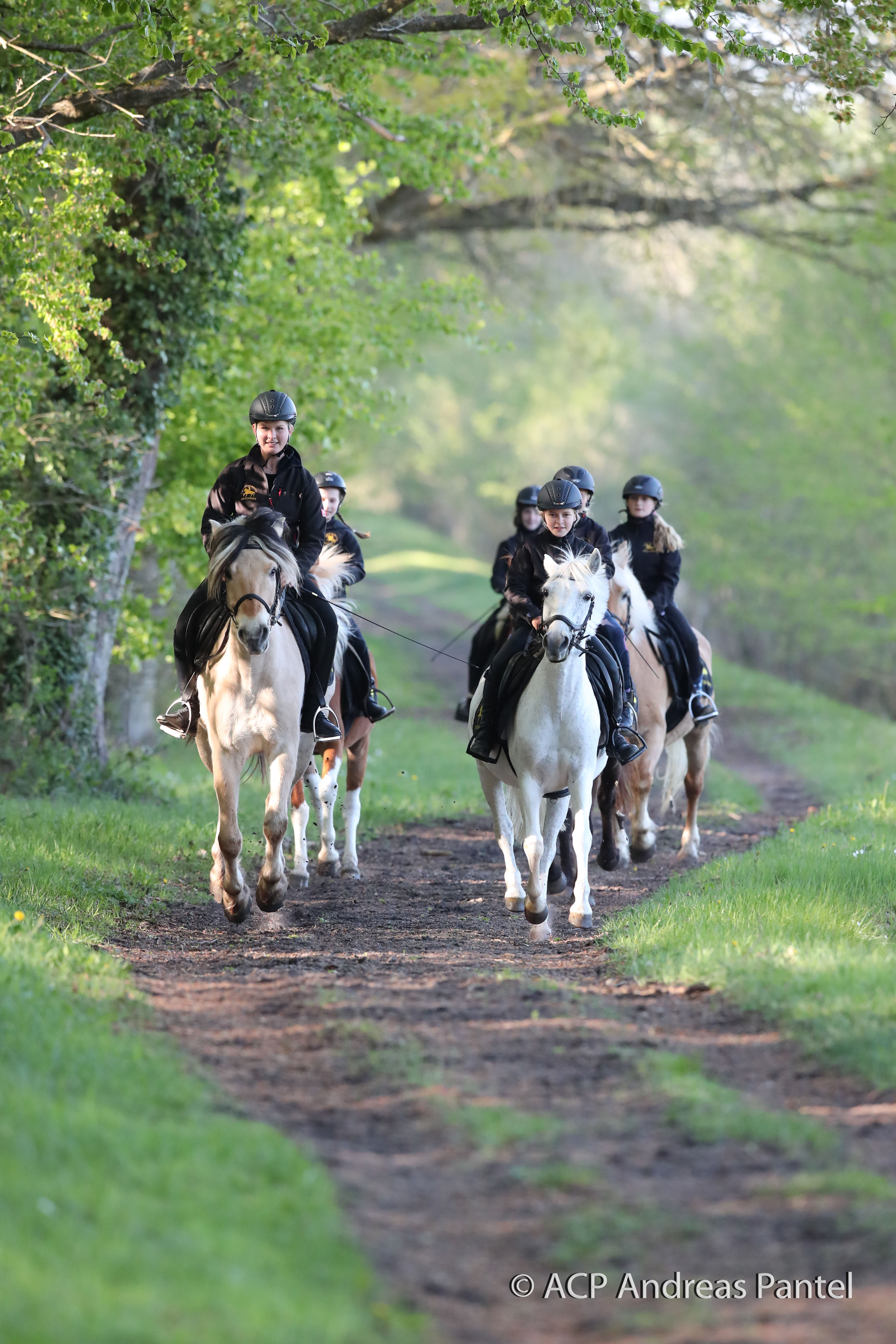 Pensionen - Mecklenburg-Vorpommern - Ausritte - Bernsteinland Wendorf
