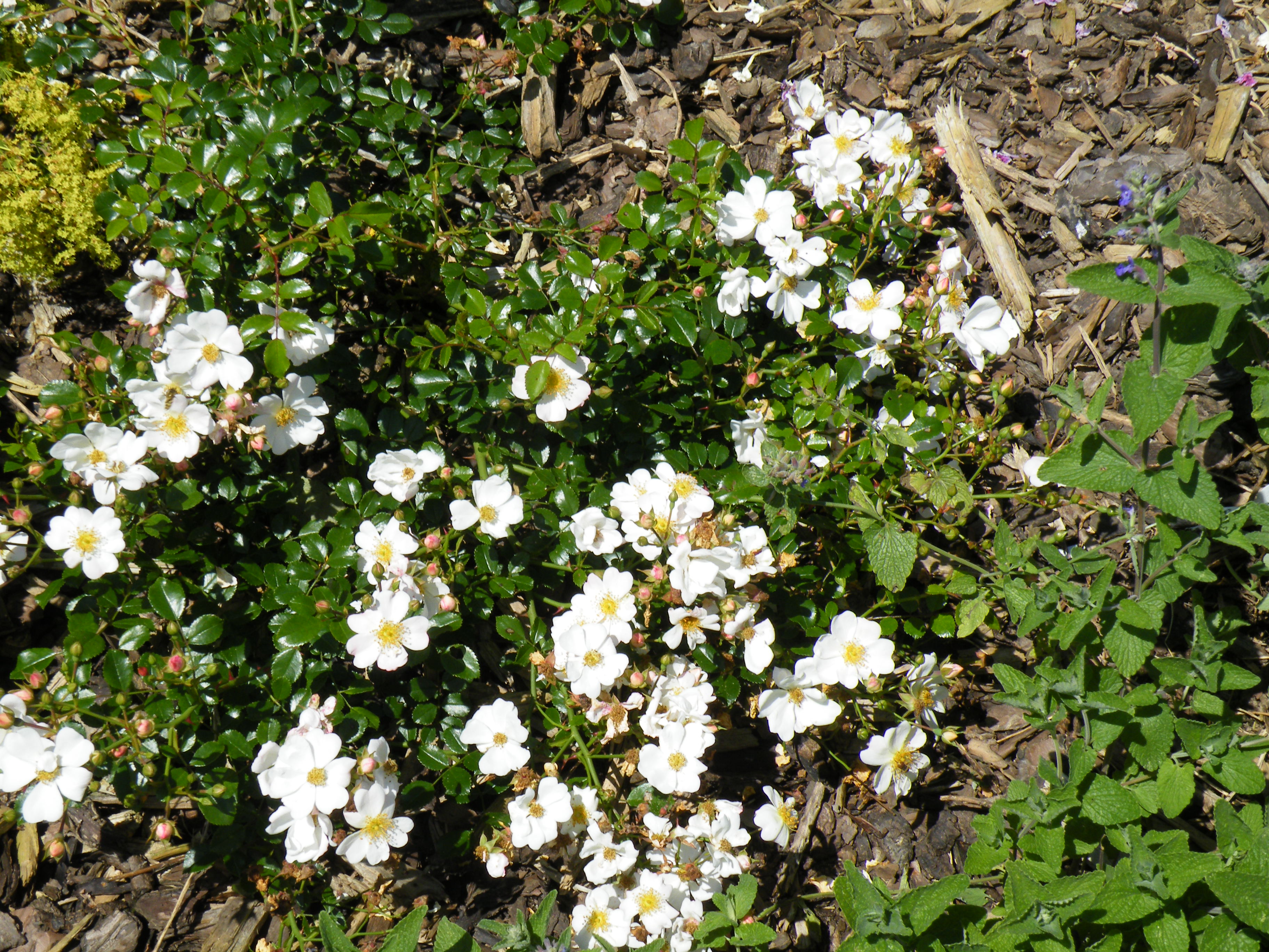 Frühstückspension: Gartenimpressionen Duftrosen - Ferienwohnung Balogh