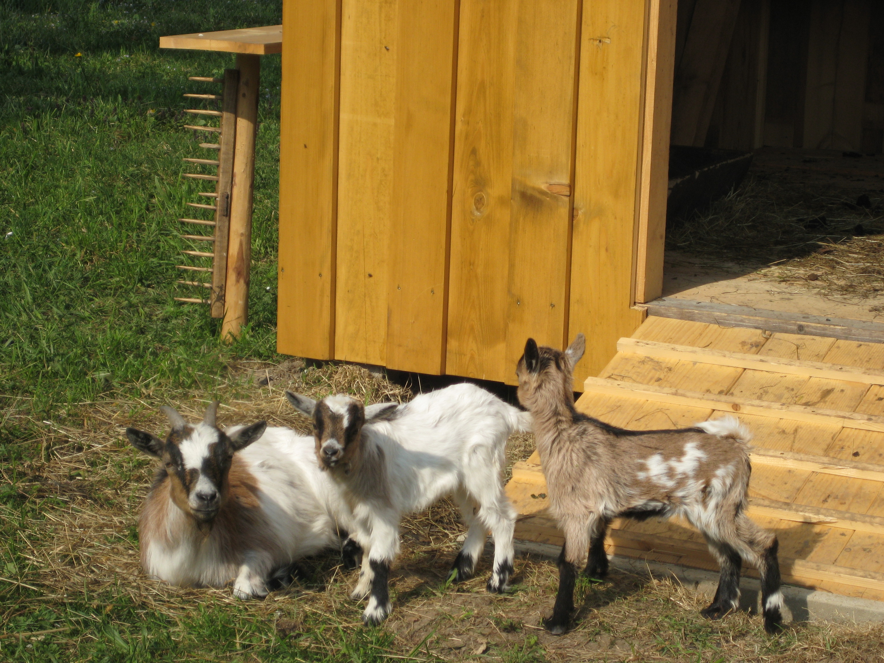 Frühstückspension: Unsere Zwergziegen - Demelhof