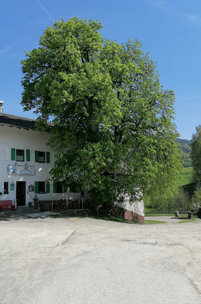 Pensionen - Deutschland - Unter der Kastanie kann man es im Sommer besonder gut aushalten. - Gasthaus Dirscherl