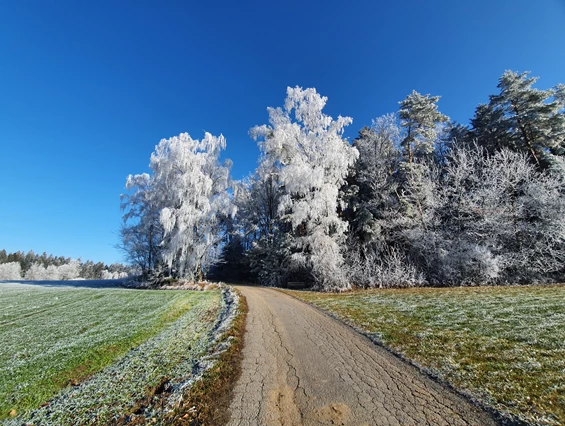 Frühstückspension: Natur um die Pension (200m) - Berggasthof und Pension Wieser
