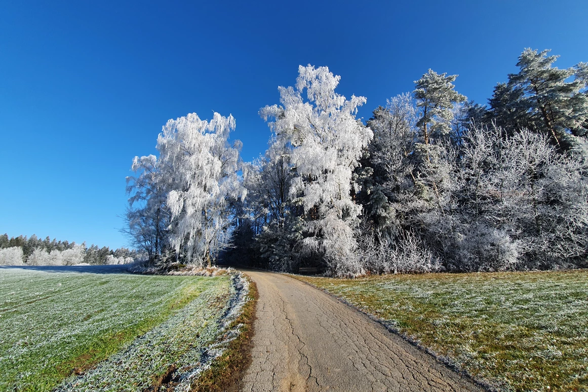 Frühstückspension: Natur um die Pension (200m) - Berggasthof und Pension Wieser