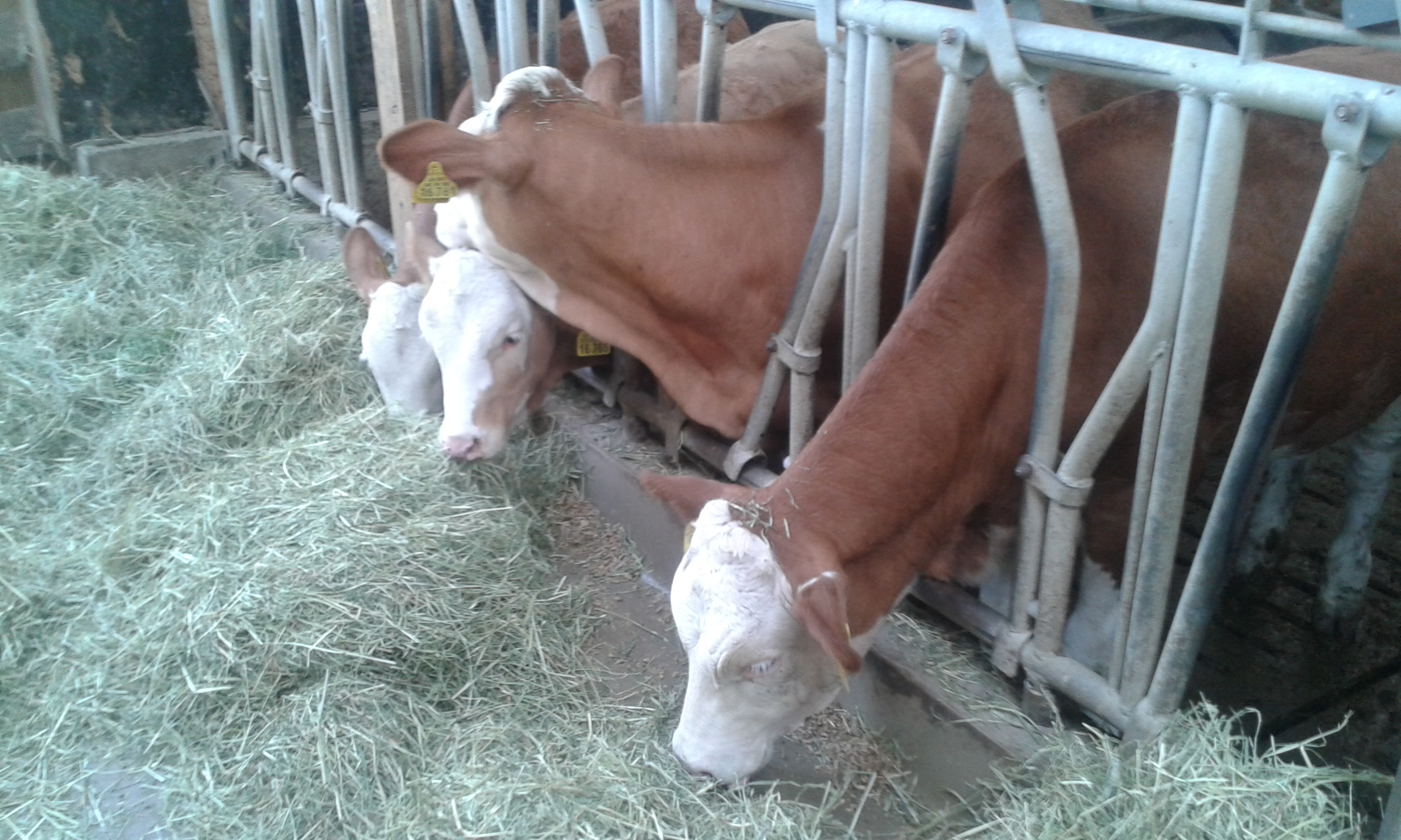 Pensionen - Region Chiemsee - Estermannhof