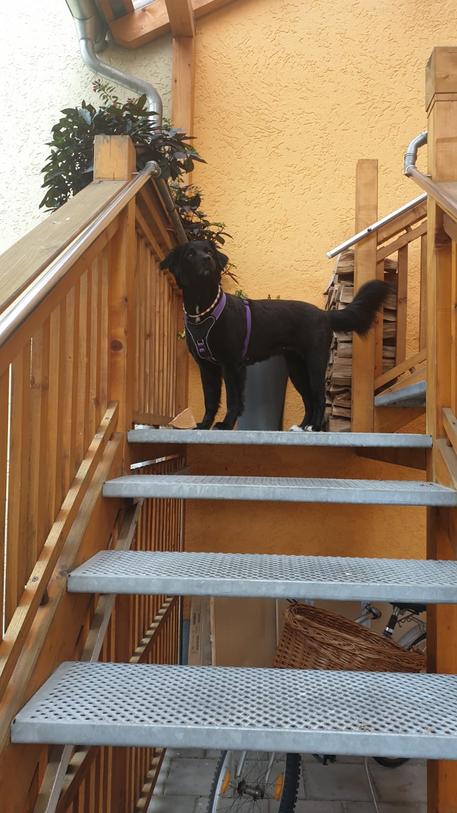 Frühstückspension: Pension Anker