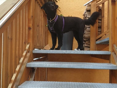 Frühstückspension: Pension Anker