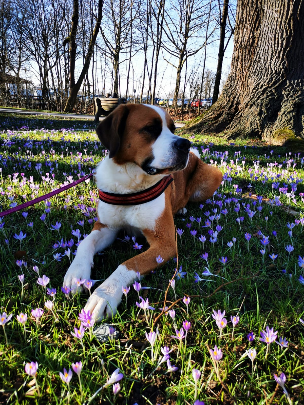 Frühstückspension: CXheffin des Hauses - Pension Sonnleit´n - Ihr Urlaub mit Hund 